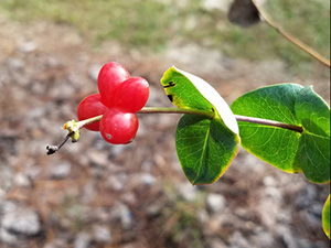 Four tiny red berries gathered in cloverleaf shape around the stem of coral honeysuckle vine